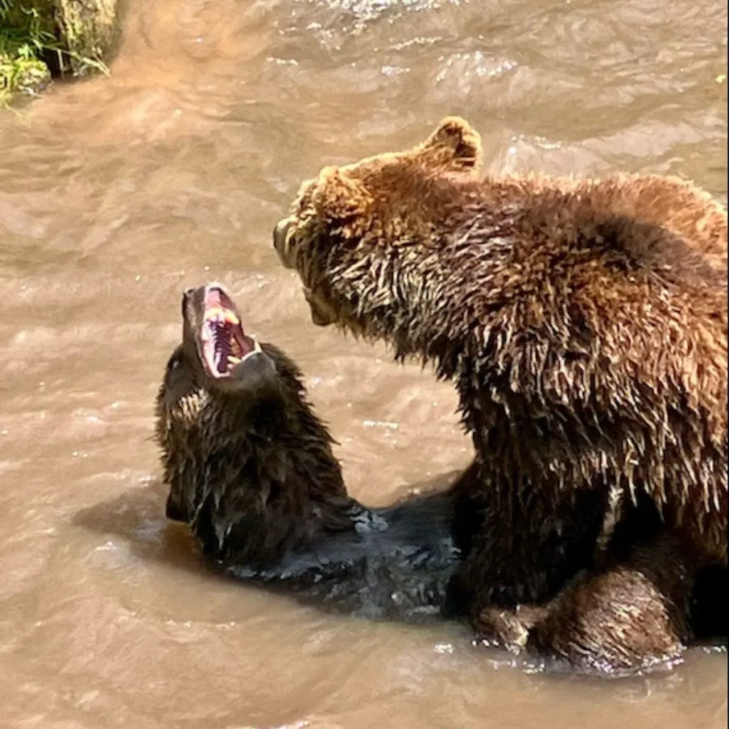 Dirty Bear Pick Up Lines