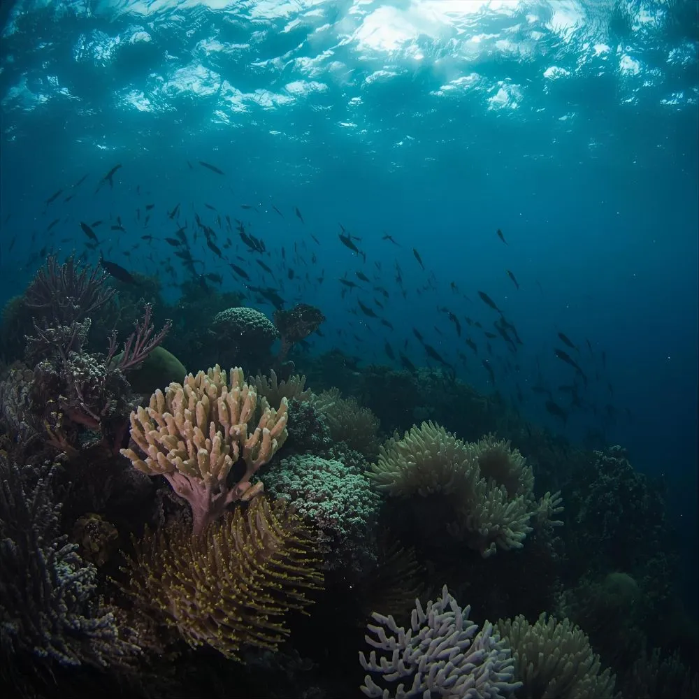 Witty Marine Life Pick Up Lines