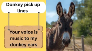 Donkey pick up lines