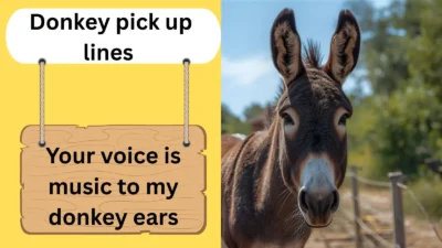 Donkey pick up lines