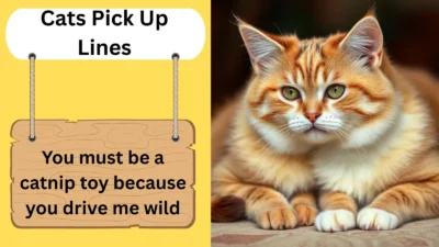 Cats Pick Up Lines